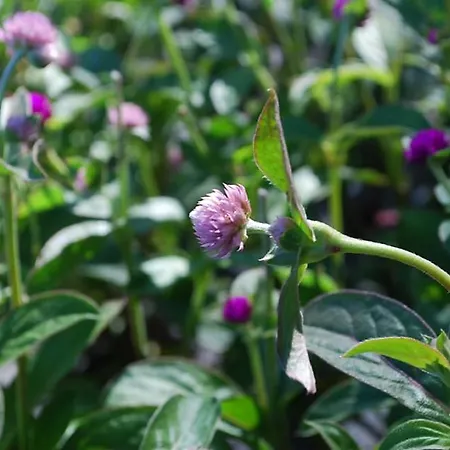 Casa Do Arco - * Mezio