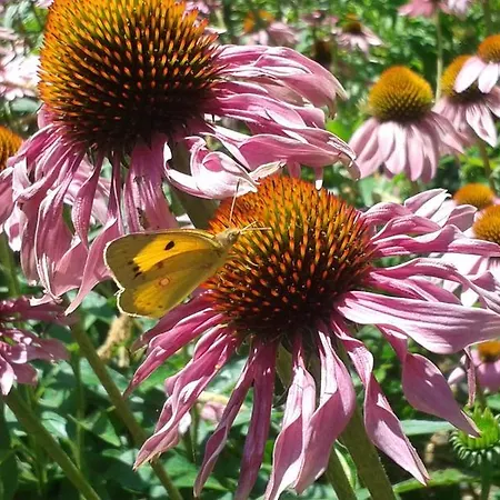 Country house Casa Do Arco -