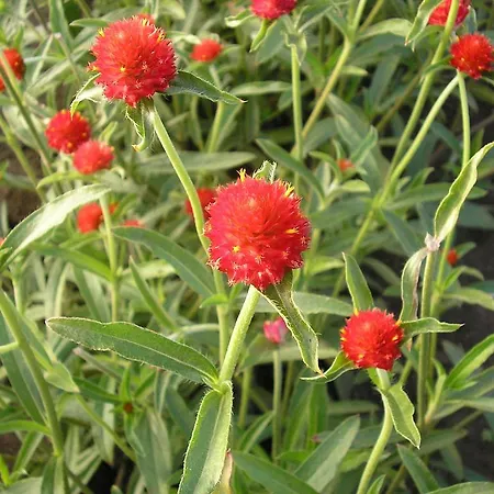 Casa Do Arco - Venkovský dům