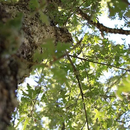 Venkovský dům Casa Do Arco - *